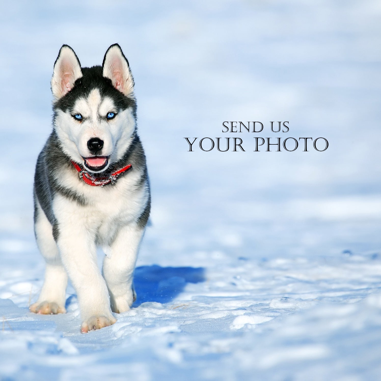 Personalized Sterling Silver Pet Necklace